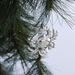 Beatriz Ball Crab Ornament - The Cottage